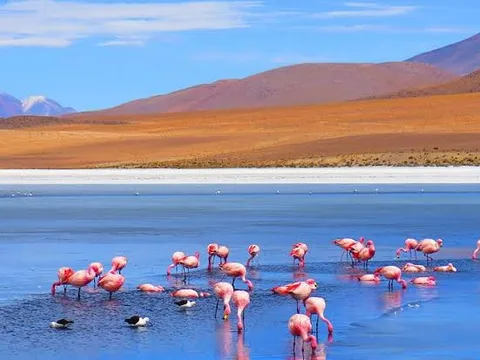 Flamingos feeding on Laguna Cañapa