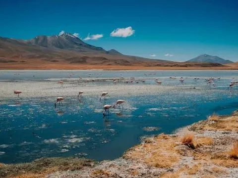 Laguna Hedionda and its flamingo colony